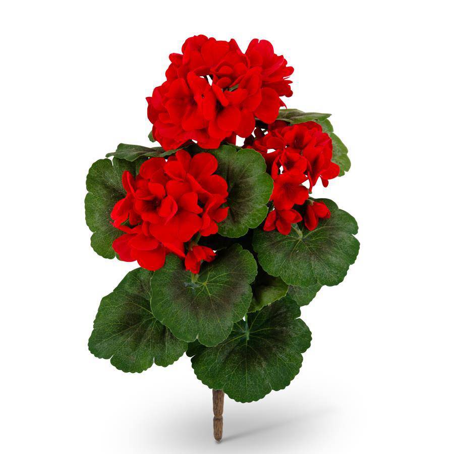Red Geranium Bush - The Preppy Bunny